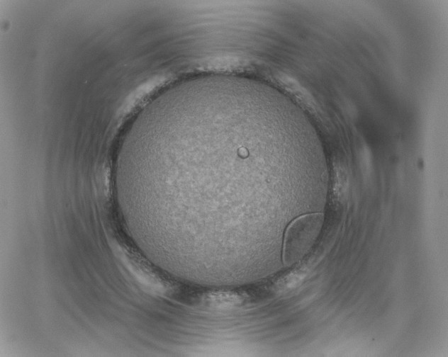 X0000066970636200603271209