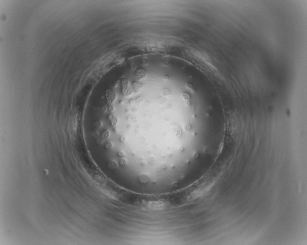 X0000066970645200603271209