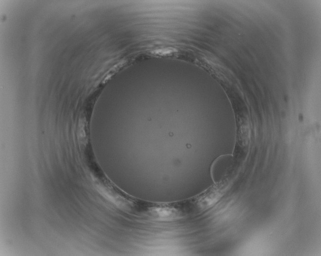 X0000066970654200603271209