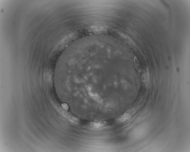 X0000066970662200603271209