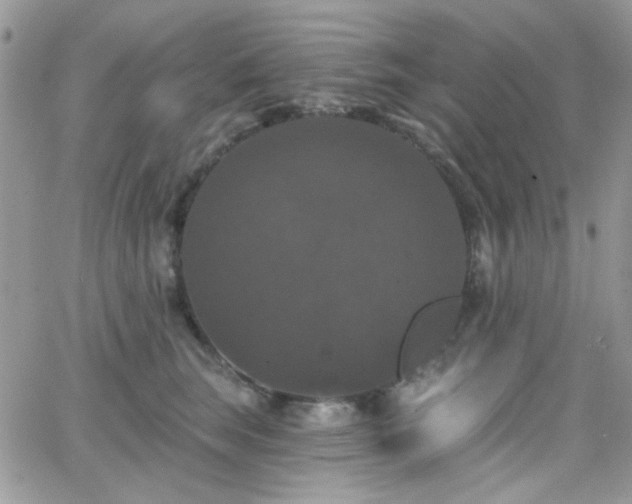 X0000066970663200603271209