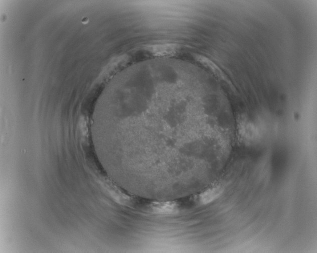 X0000066970667200603271209