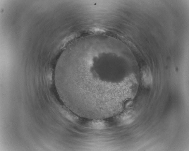 X0000066970668200603271209