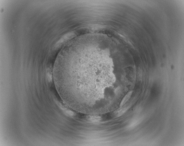 X0000066970719200603271208