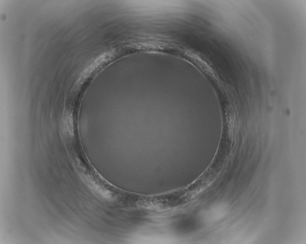 X0000066970729200603271207