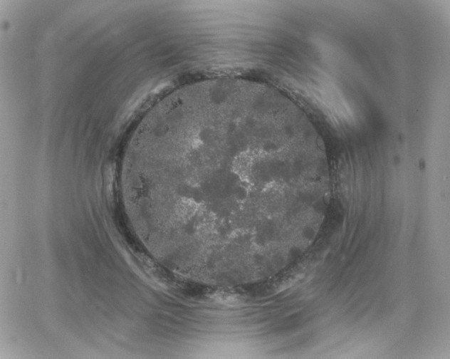 X0000066970742200603271207