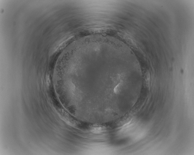 X0000066970746200603271207