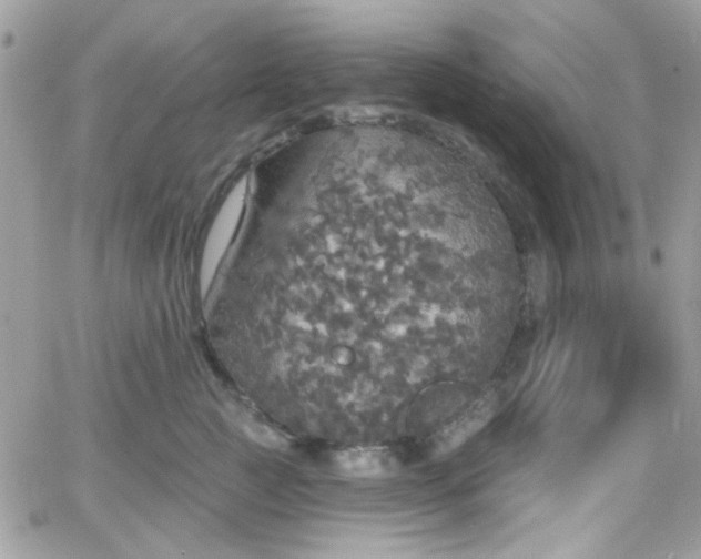 X0000066970761200603271208