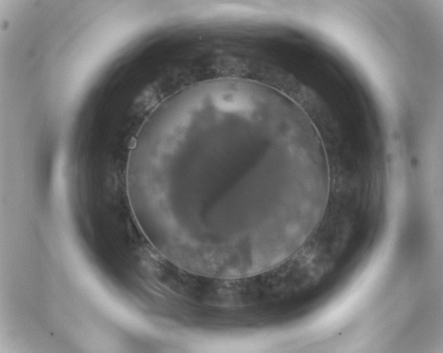 X0000066970765200603271208