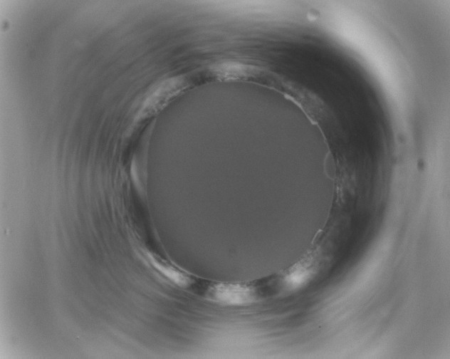 X0000066970766200603271208