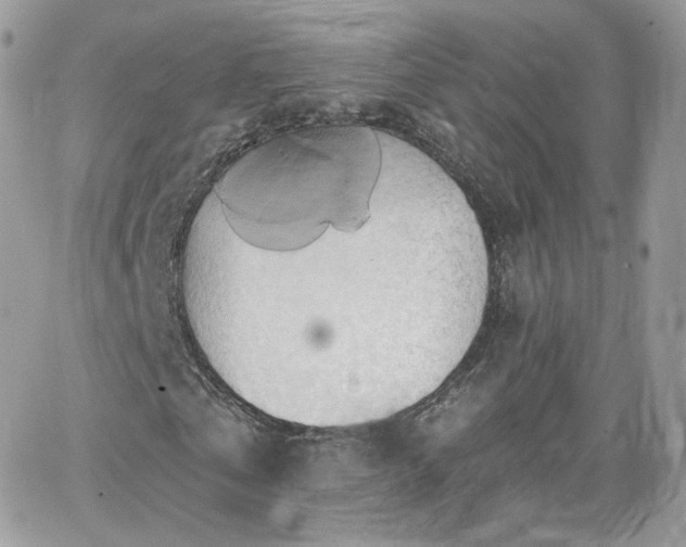 X0000066970769200603271207