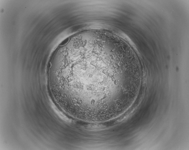 X0000066970795200603271207