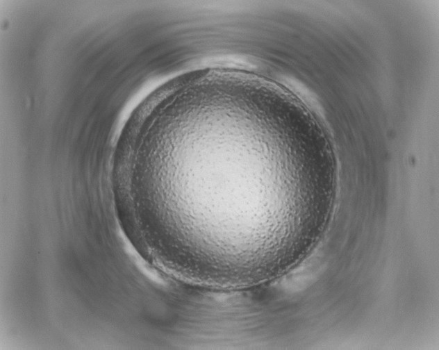 X0000066970816200603271206