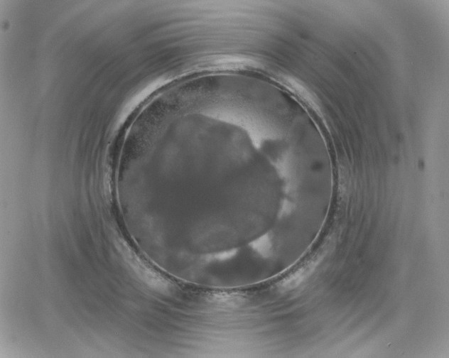 X0000066970835200603271206