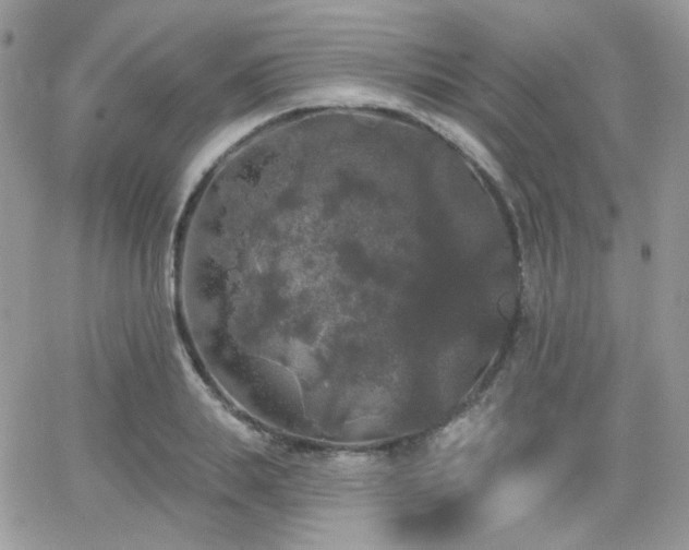 X0000066970839200603271206