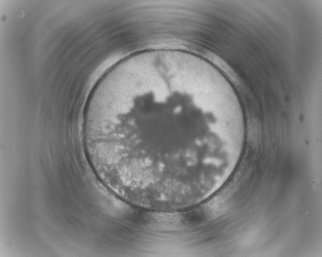 X0000066970856200603271206