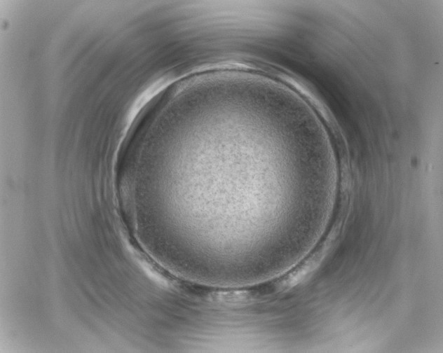 X0000066970858200603271206