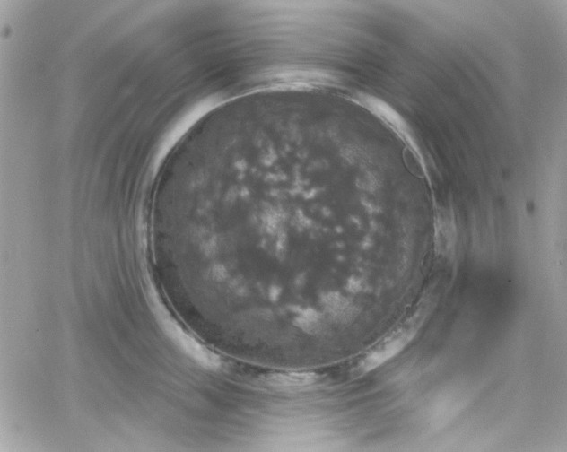 X0000066970859200603271206