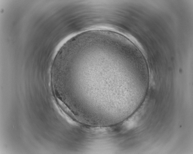 X0000066970862200603271206