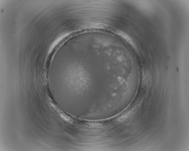 X0000066970878200603271205