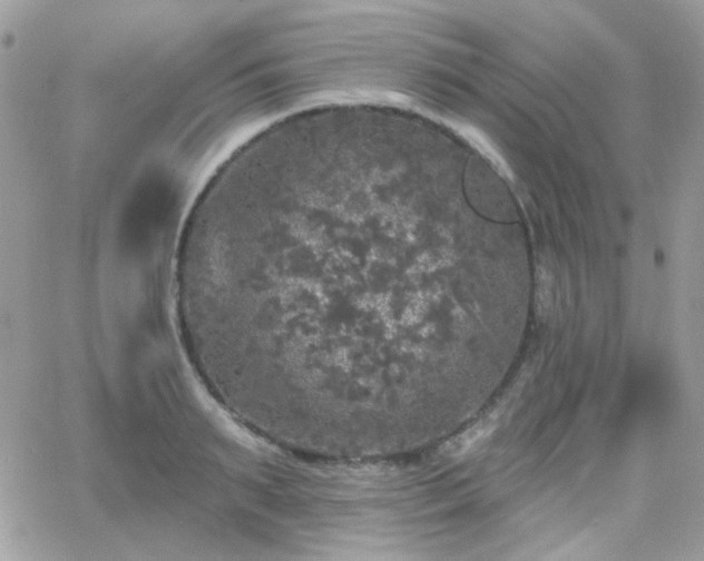 X0000066970895200603271205