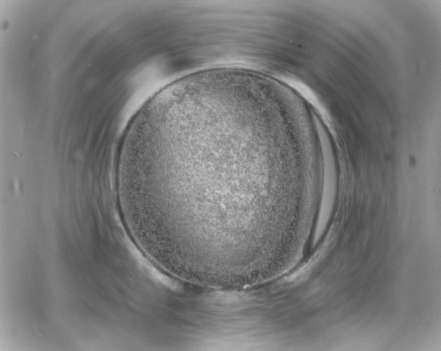 X0000066970910200603271205