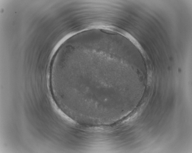 X0000066970955200603271205