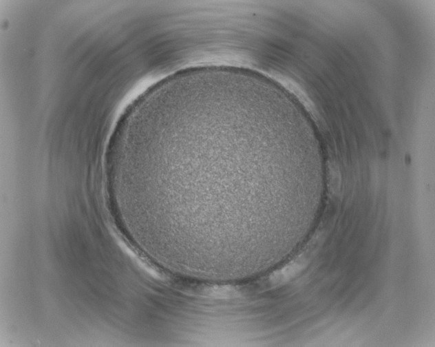 X0000066970982200603271204