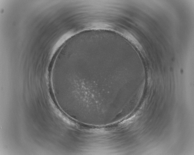 X0000066970990200603271203