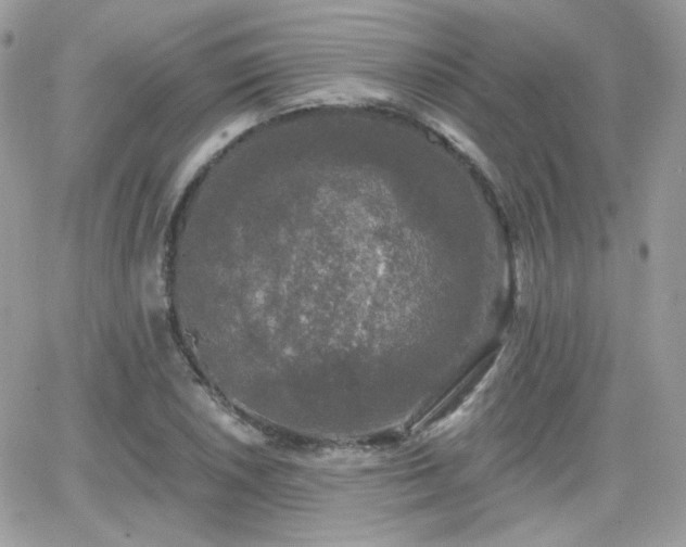 X0000066971026200603271203