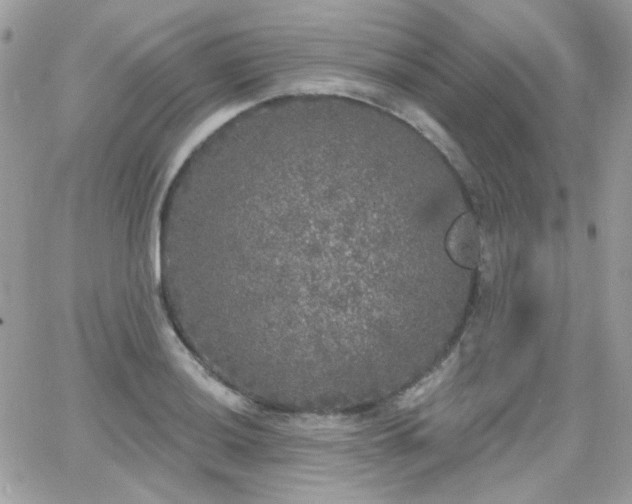 X0000066971036200603271203