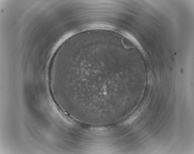 X0000066971043200603271203