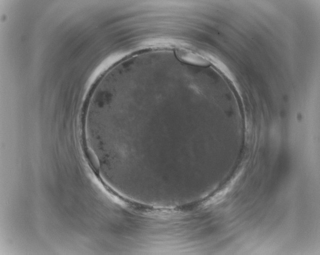 X0000066971045200603271203