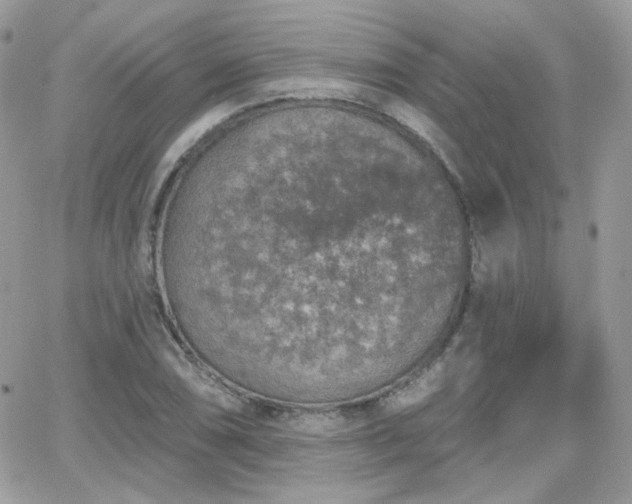 X0000066971074200603271202