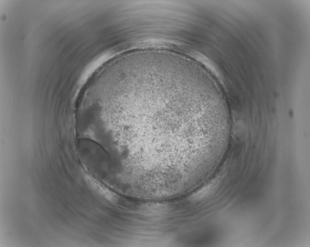 X0000066971075200603271202