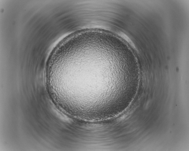 X0000066971076200603271202