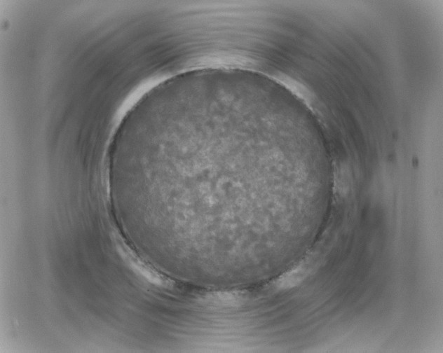 X0000066971078200603271202