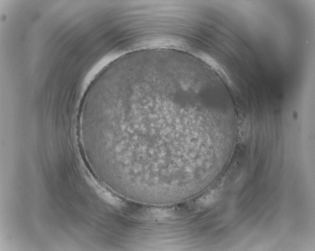 X0000066971086200603271202