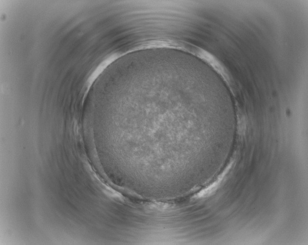 X0000066971097200603271202