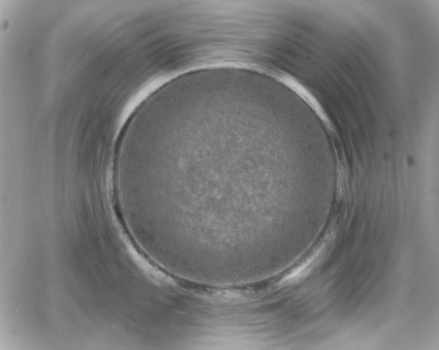 X0000066971101200603271202