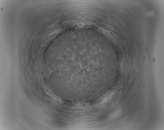 X0000066971105200603271201