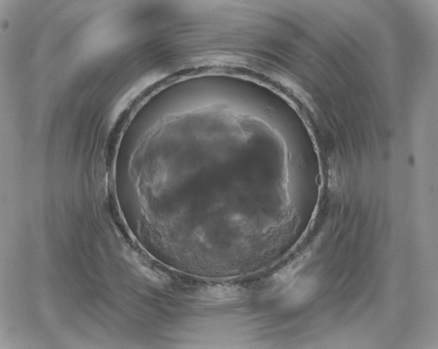 X0000066971117200603271201