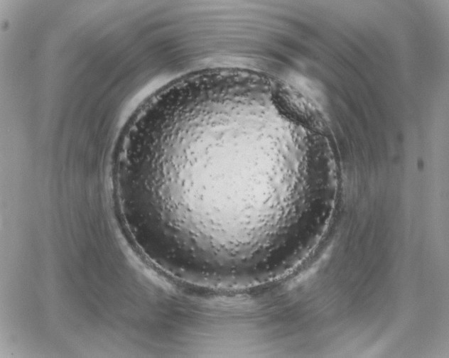 X0000066971133200603271201