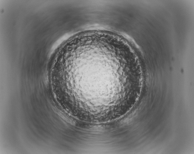 X0000066971167200603271201