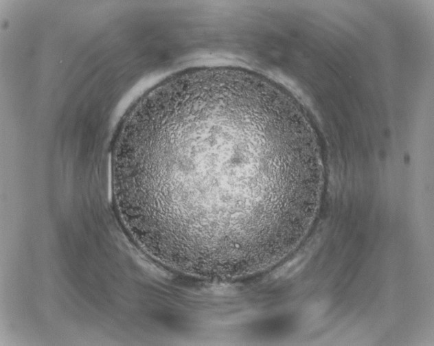 X0000066971175200603271200