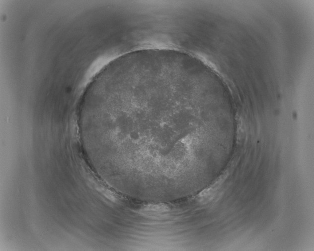 X0000066971215200603271159