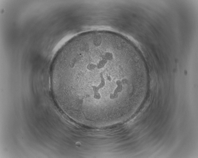 X0000066971271200603271159