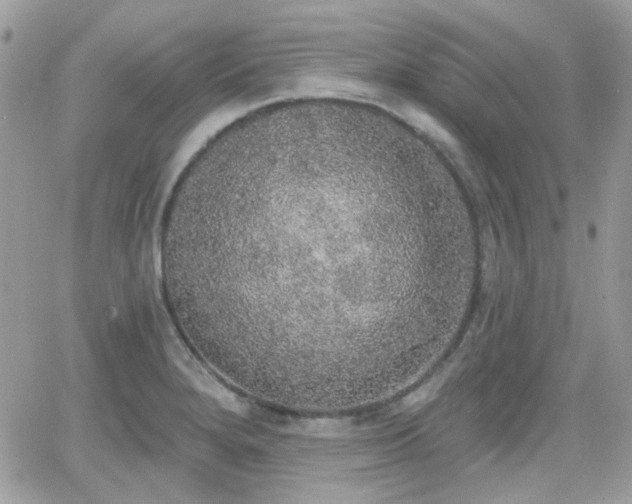 X0000066971280200603271159