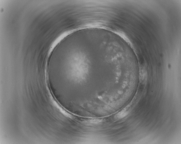 X0000066971294200603271158