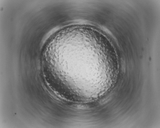 X0000066971318200603271158